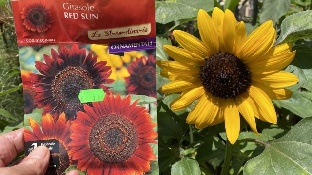 The Importance of Seed Legislation in Today's Agricultural Landscape
