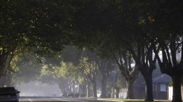 Why Urban Greenery is Essential for Healthy Living Today