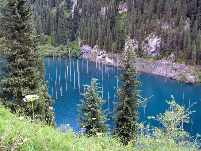 8 unique forests, like from an alien planet - top emoticon