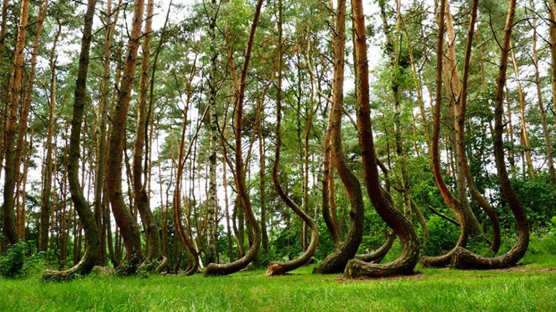8 unique forests, like coming from an alien planet--top emoticon