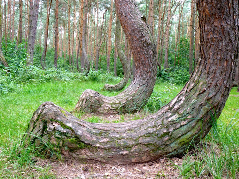 8 unique forests, like coming from an alien planet--top emoticon