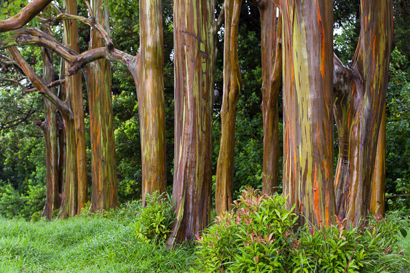 8 unique forests, like coming from an alien planet--top emoticon