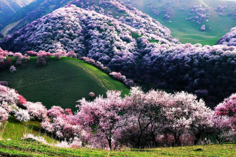 8 unique forests, like coming from an alien planet--top emoticon
