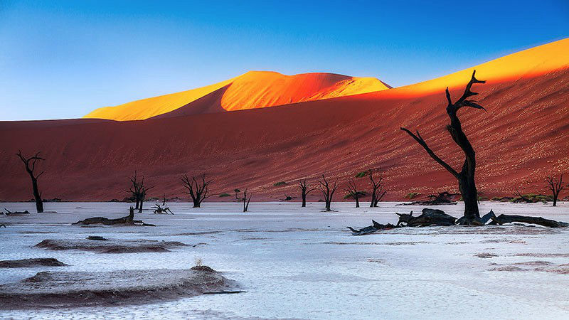 8 unique forests, like coming from an alien planet - top emoticon