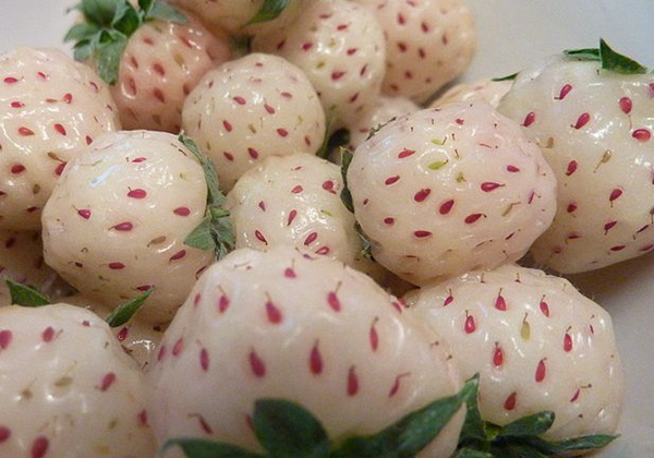 20 unusual but delicious weird fruits, the African horned melon is definitely the pursuit of foodies - pinned emoticon